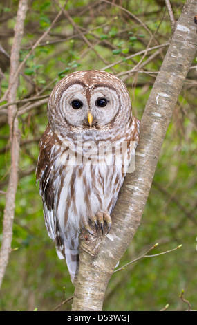 La Chouette rayée (Strix varia) portrait. Banque D'Images