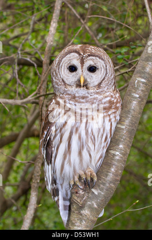 La Chouette rayée (Strix varia) portrait. Banque D'Images