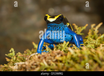 Dyeing poison dart frog (Dendrobates tinctorius). Banque D'Images