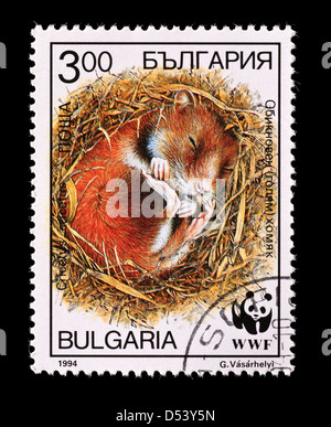 Timbre-poste de la Bulgarie représentant un grand hamster (Cricetus cricetus) Banque D'Images