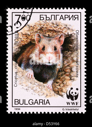 Timbre-poste de la Bulgarie représentant un grand hamster (Cricetus cricetus) Banque D'Images