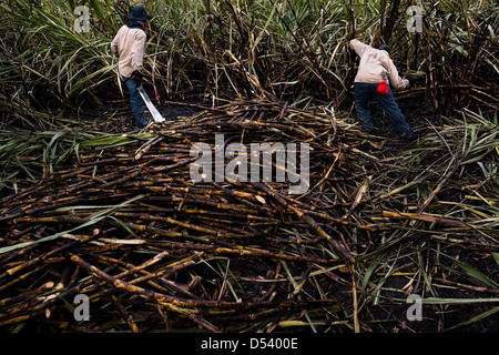 Coupeurs de canne à sucre travaillent dans un champ près de la Floride, Valle del Cauca, en Colombie. Banque D'Images