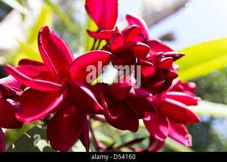 Close-up Red Plumeria flower Banque D'Images