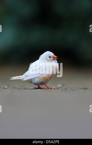Diamant mandarin (Taeniopygia guttata anciennement Poephila guttata) Banque D'Images
