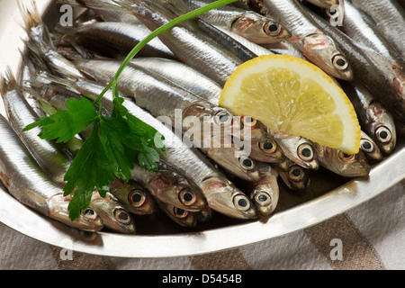 L'anchois.petites Méditerranée poisson sur le bac Banque D'Images