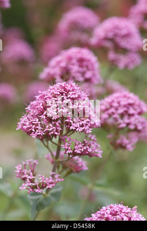 La valériane rouge un bien-aimé de l'usine par les abeilles et papillons fleurs abondantes du flou en été l'arrière-plan Banque D'Images