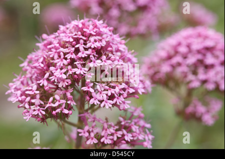 La valériane rouge un bien-aimé de l'usine par les abeilles et papillons fleurs abondantes du flou en été l'arrière-plan Banque D'Images