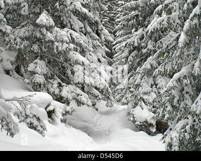 L'hiver dans la forêt, beaucoup de neige Banque D'Images