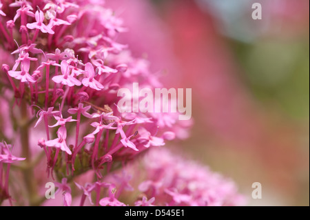 La valériane rouge un bien-aimé de l'usine par les abeilles et papillons fleurs abondantes du flou en été l'arrière-plan Banque D'Images