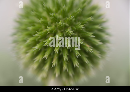 Détails pour globe thistle où les fleurs n'ont pas encore de fleurs et bourgeons de fleurs en développement Echinops Banque D'Images