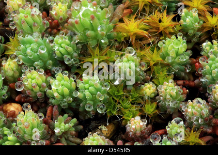 La texture des mousses, lichens (Sphagnum fallax) Banque D'Images