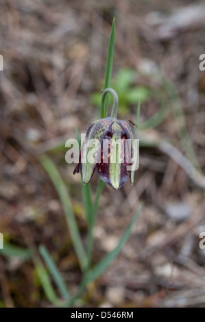 Fritillaria lusitanica ; une croissance commune dans les terrains boisés ouverts Boloria et les endroits rocailleux, dans le sud de l'Espagne. Février. Banque D'Images