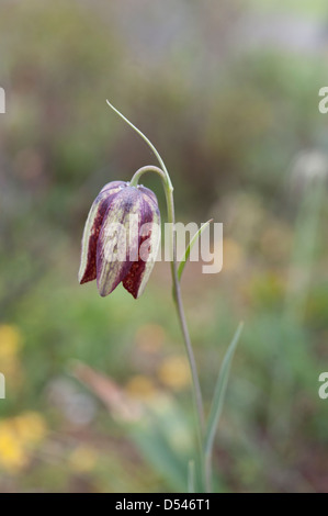 Fritillaria lusitanica ; une croissance commune dans les terrains boisés ouverts Boloria et les endroits rocailleux, dans le sud de l'Espagne. Février. Banque D'Images