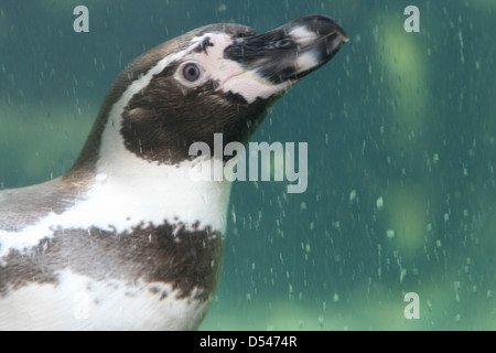 Martin-pêcheur pie sous l'eau au Zoo de Chester, prises au cours d'un stage de formation de photographie Banque D'Images