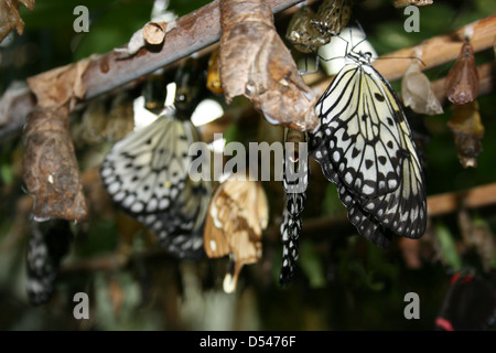 Grand Arbre des papillons qui sortent de leur nymphe nymphe au Felinwynt Rainforest Centre, La Baie de Cardigan, sur la côte ouest du pays de Galles Banque D'Images