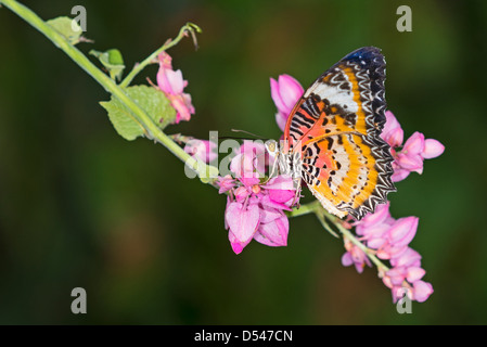 Un adulte chrysope alimentation Papillon rouge Banque D'Images