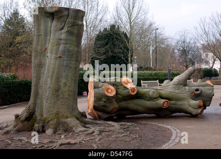 Grand arbre hêtre abattu, Jephson Gardens, Leamington Spa, Royaume-Uni Banque D'Images