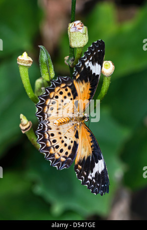 Un adulte chrysope alimentation Papillon rouge Banque D'Images