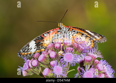 Un adulte chrysope alimentation Papillon rouge Banque D'Images