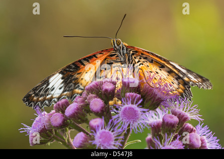 Un adulte chrysope alimentation Papillon rouge Banque D'Images