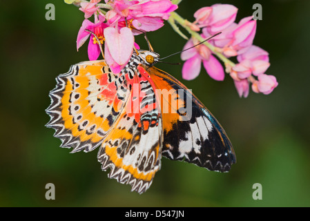 Un adulte chrysope alimentation Papillon rouge Banque D'Images