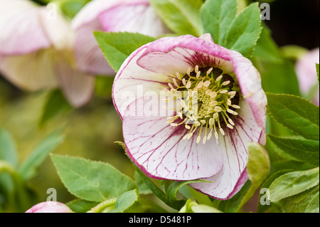 Helleborus x hybridus Harvington picotee Lenten rose hellebore Banque D'Images