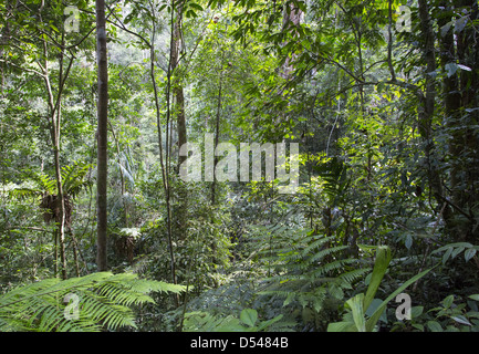 La forêt tropicale dense dans Fraser's Hill, la Malaisie Banque D'Images