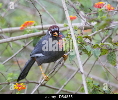 Chestnut-capped (Laughingthrush Garrulax mitratus) se nourrissent de baies, lantana Fraser's Hill, la Malaisie Banque D'Images