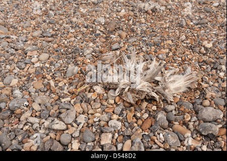 Goéland morts échoués squelette dans le mélange et la fusion avec plage de galets background Banque D'Images