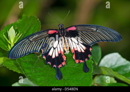 Une asiatique se reposant sur une feuille Swallowtail Banque D'Images