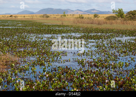 Karanambu Ranch. Lacs et marécages saisonniers sur le Rupununi Savannah. Jacinthe d'eau (Eichhornia sp. ) Avant-plan. La Guyana. L'Amérique du Sud. Banque D'Images