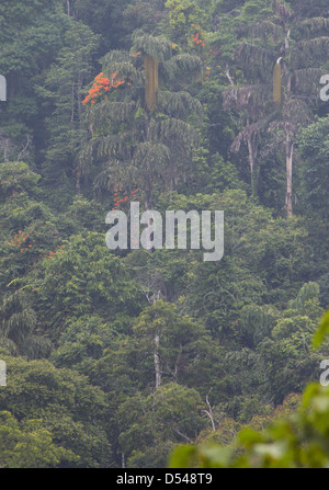 Orange fleurs sur une plante grimpante poussant dans la canopée d'une forêt tropicale, Fraser's Hill Malaisie Banque D'Images