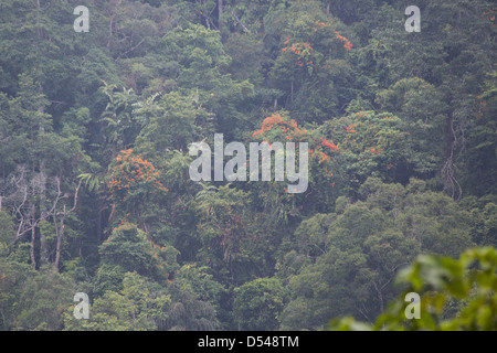 Orange fleurs sur une plante grimpante poussant dans la canopée d'une forêt tropicale, Fraser's Hill Malaisie Banque D'Images