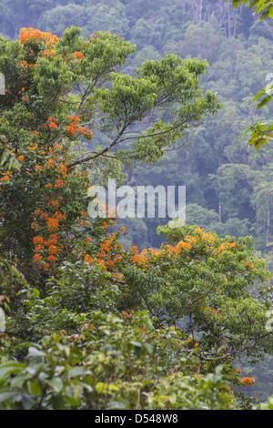 Orange fleurs sur une plante grimpante poussant dans la canopée d'une forêt tropicale, Fraser's Hill Malaisie Banque D'Images