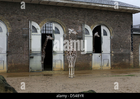 3 Girafes tous regarder dans la même direction au ZSL Zoo de Londres, London, UK Banque D'Images