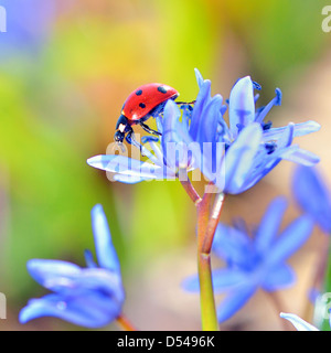 Seul Ladybug on fleurs violettes Banque D'Images