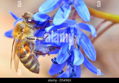 L'alimentation de l'Abeille sur fleur bleue Banque D'Images