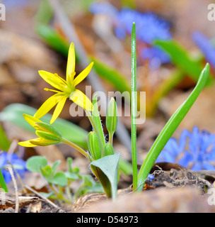 Fleurs de Printemps jaune Banque D'Images
