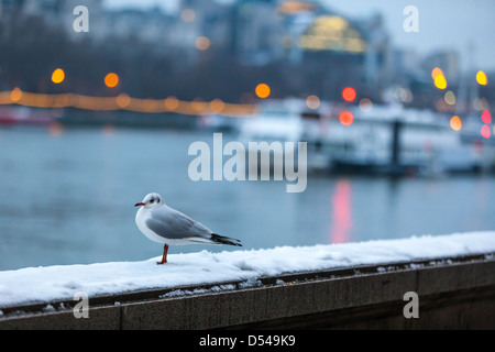 Goéland debout sur une surface enneigée sur la rive sud de la Tamise, Londres, Angleterre, Royaume-Uni. Banque D'Images