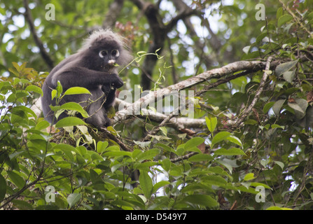 Langur sombre (Trachypithecus obscurus) se nourrissant dans un arbre, Fraser's Hill, la Malaisie Banque D'Images