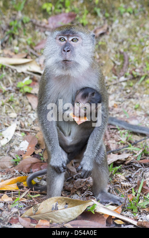 Femelle adulte macaque à longue queue, Macaca fascicularis, avec bébé, en Malaisie Banque D'Images