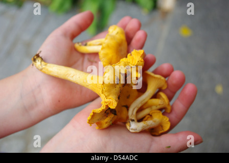 Un enfant tenant les chanterelles en Finlande. Banque D'Images