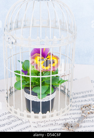 Jaune et violet pensées dans une cage à oiseau blanc, décoré de violet, bow note suivante et clé Banque D'Images