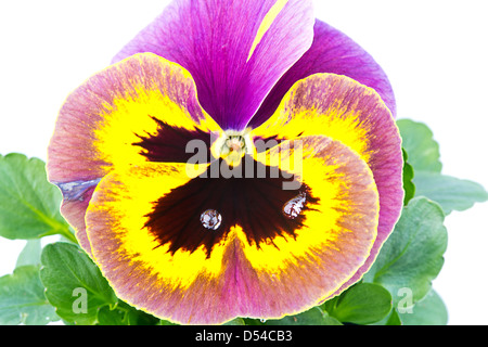 Jaune Violet Vert avec pansy feuilles isolées sur fond blanc Banque D'Images