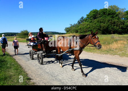 L'île de Hiddensee, chariot près de Rostock, Mecklembourg-Poméranie-Occidentale, Allemagne Banque D'Images