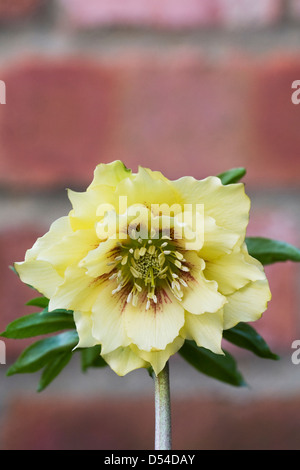 Helleborus orientalis 'Harvington Jaune double'. Banque D'Images