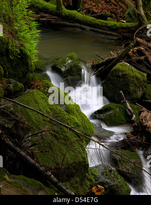 Cascade à distance encombrée de débris, le long sentier des chutes de la cataracte dans le comté de Marin, en Californie Banque D'Images