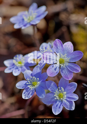 Tour à lobes Hepatica Hepatica nobilis) (au début du printemps Banque D'Images