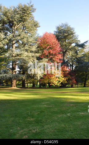 Bosquet d'arbres en automne en Batsford Arboretum Banque D'Images