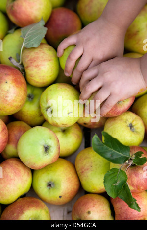 Rühstädt, Allemagne, Kinderhaende s'engager dans les pommes fraîchement cueillies Banque D'Images